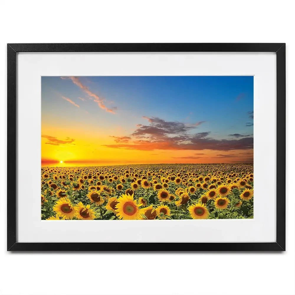 Field Of Blooming Sunflowers Framed Art Print Field Of Blooming Sunflowers Framed Art Print wall art product gornjak / Shutterstock
