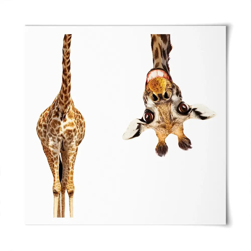 Happy Upside Down Giraffe Square Art Print Happy Upside Down Giraffe Square Art Print wall art product Sergey Novikov / Shutterstock