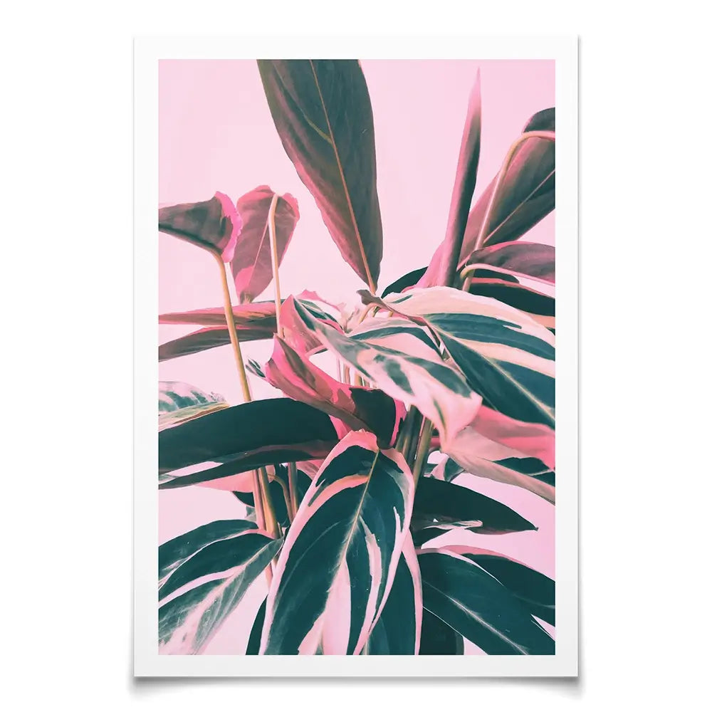 Pink Kalathea Art Print Pink Kalathea Art Print wall art product Emanuela Carratoni - Independent
