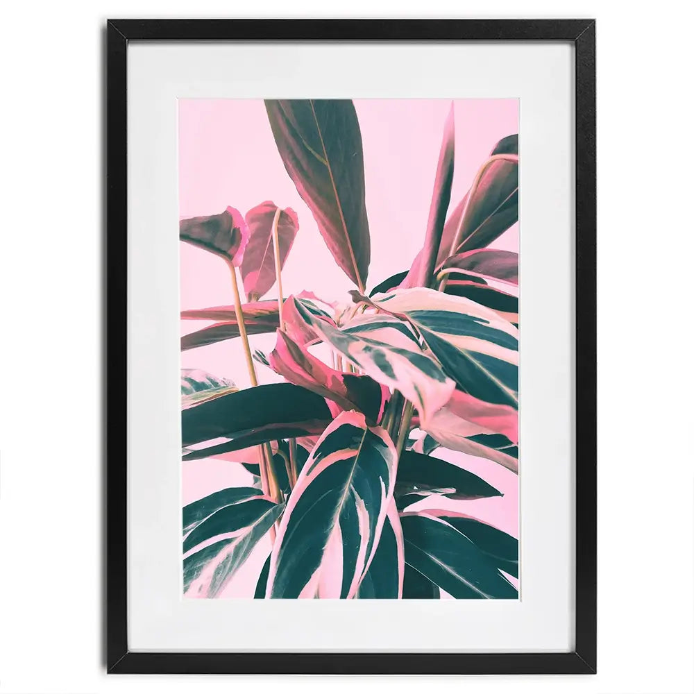 Pink Kalathea Framed Art Print Pink Kalathea Framed Art Print wall art product Emanuela Carratoni - Independent