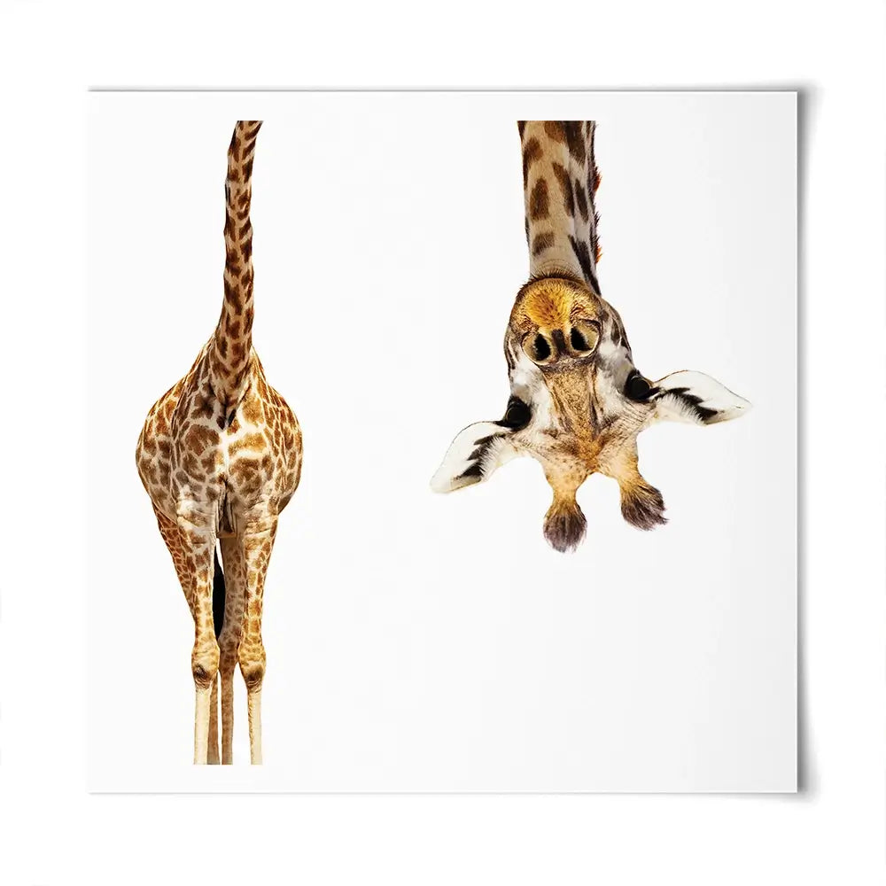 Upside Down Giraffe Square Art Print Upside Down Giraffe Square Art Print wall art product Sergey Novikov / Shutterstock