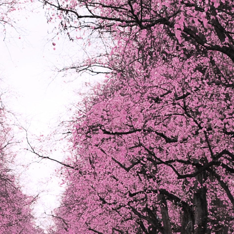 Blossom Path Canvas Print wall art product Aimee Linzi