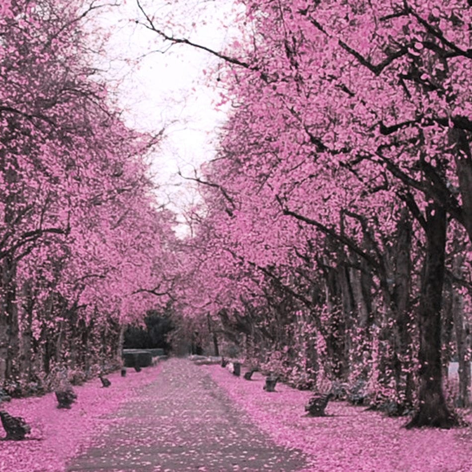 Blossom Path Framed Art Print wall art product Aimee Linzi