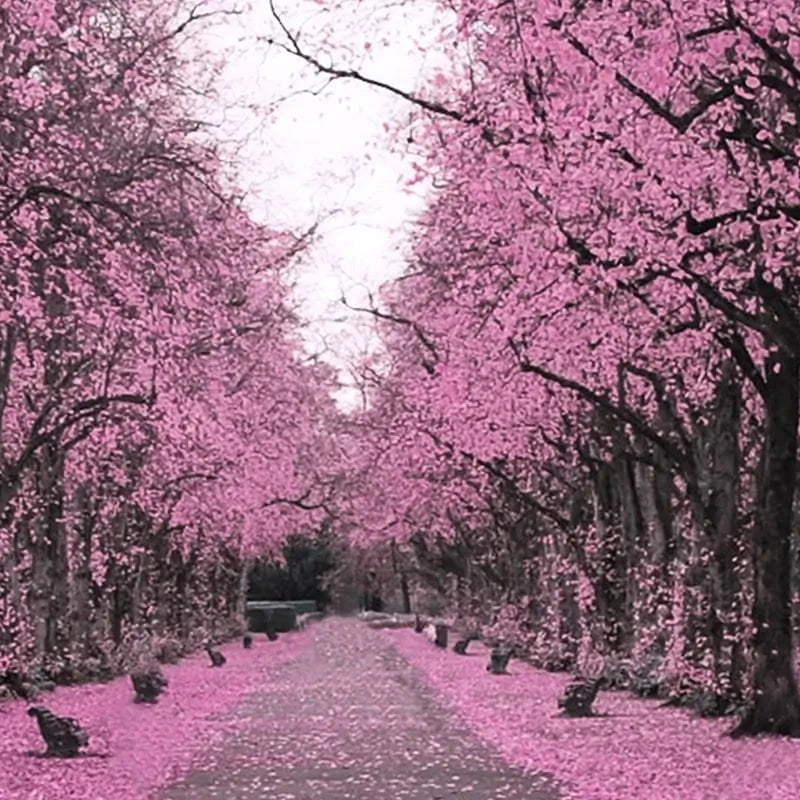 Blossom Path Landscape Framed Art Print Blossom Path Landscape Framed Art Print wall art product Aimee Linzi