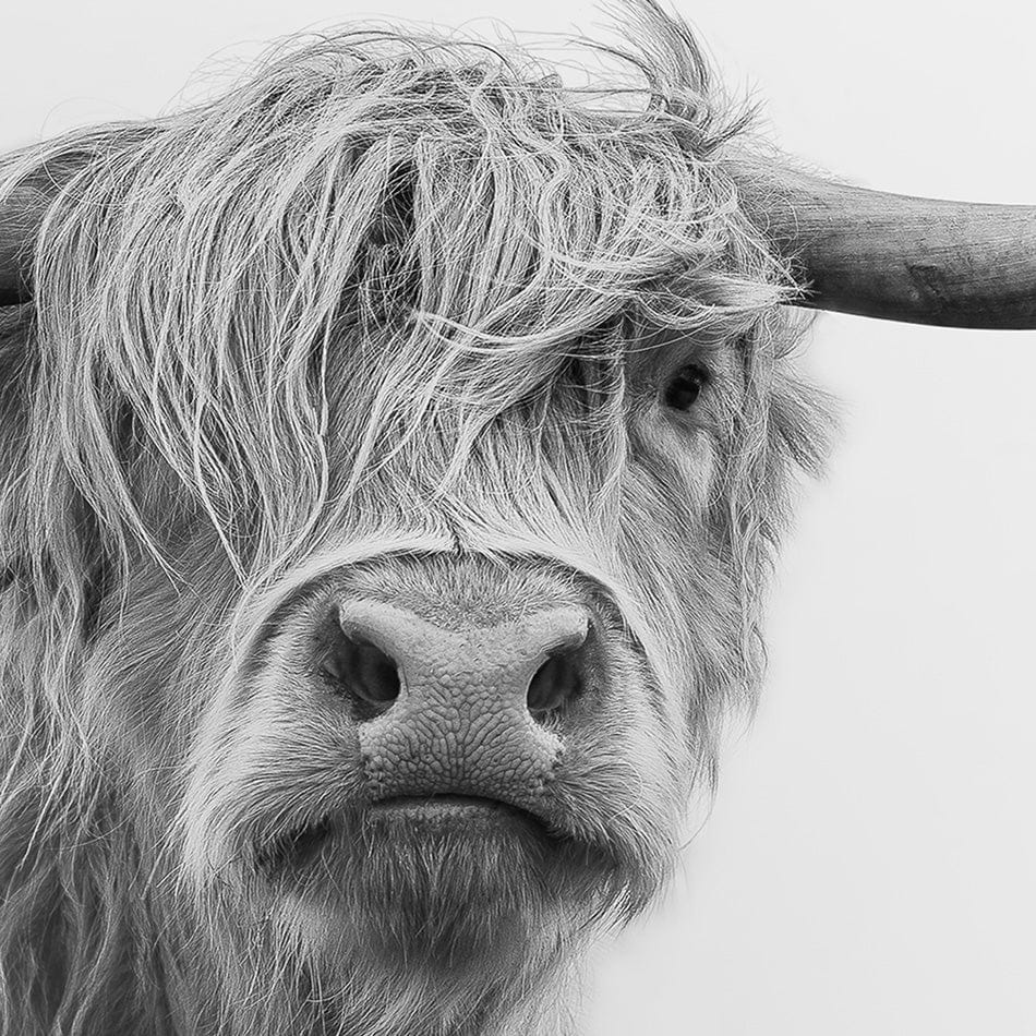 Cow In The Fog Square Canvas Print wall art product Effect of Darkness / Shutterstock