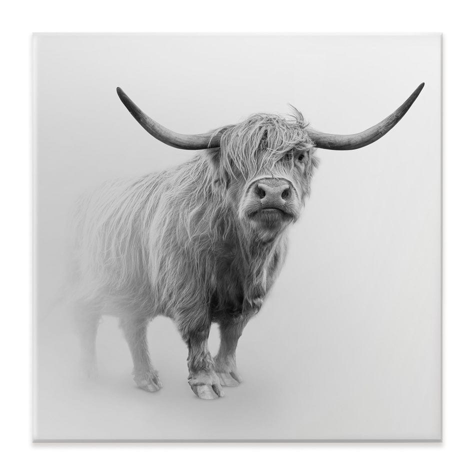 Cow In The Fog Square Canvas Print wall art product Effect of Darkness / Shutterstock