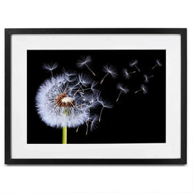 Dandelion Framed Art Print Dandelion Framed Art Print wall art product Bess Hamitii / Shutterstock