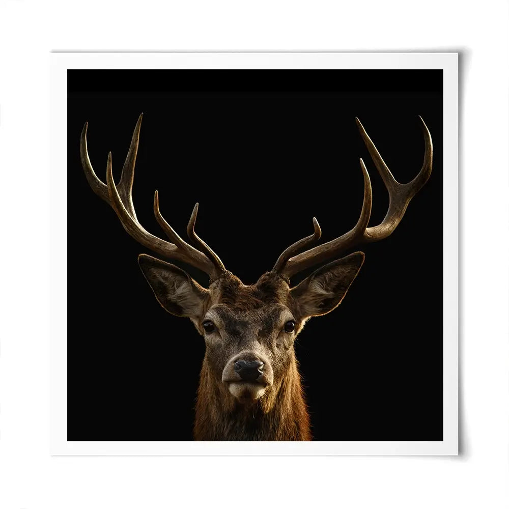 Deer Square Art Print Deer Square Art Print wall art product Art Print Shop