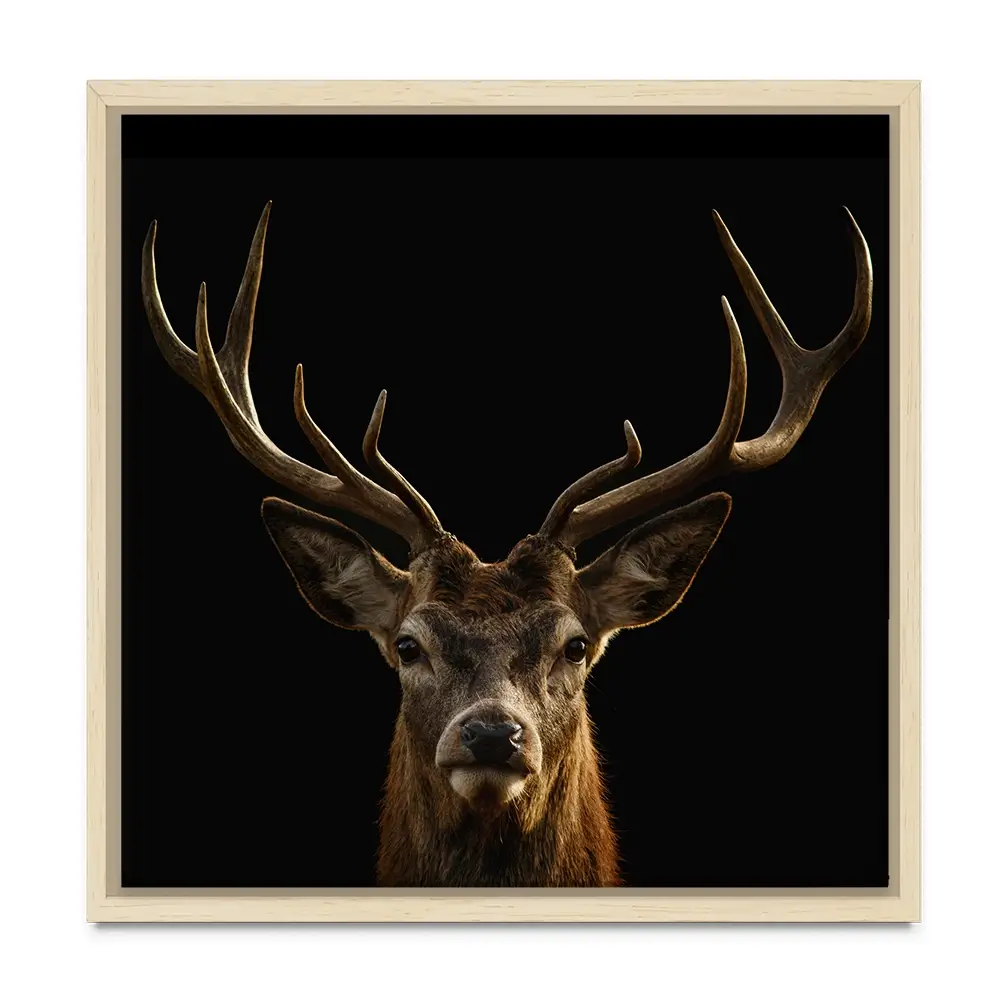 Deer Square Canvas Print Deer Square Canvas Print wall art product Art Print Shop