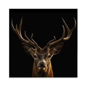 Deer Square Canvas Print Deer Square Canvas Print wall art product Art Print Shop