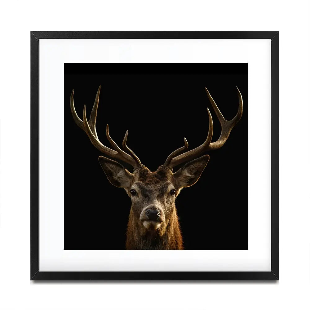 Deer Square Framed Art Print Deer Square Framed Art Print wall art product Art Print Shop
