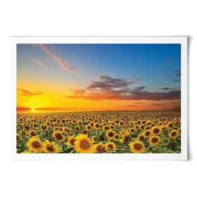 Field Of Blooming Sunflowers Art Print Field Of Blooming Sunflowers Art Print wall art product gornjak / Shutterstock