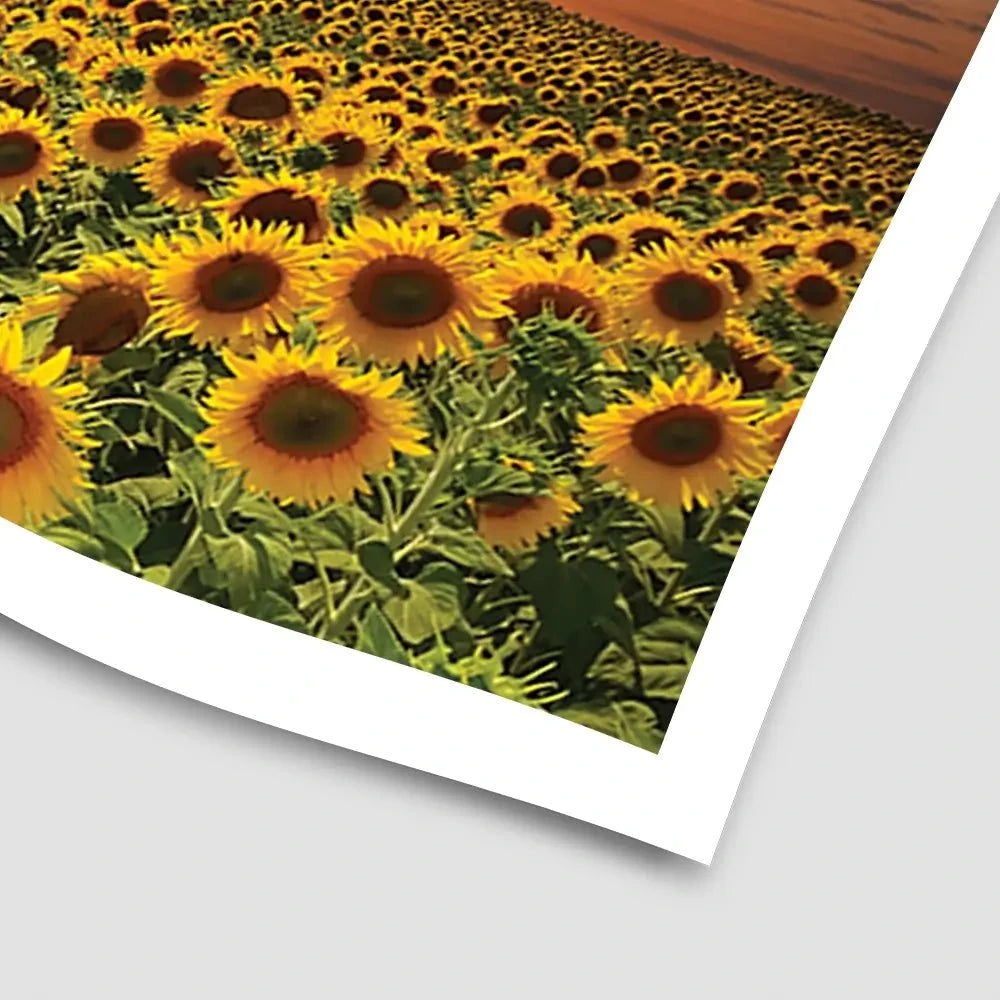 Field Of Blooming Sunflowers Art Print Field Of Blooming Sunflowers Art Print wall art product gornjak / Shutterstock