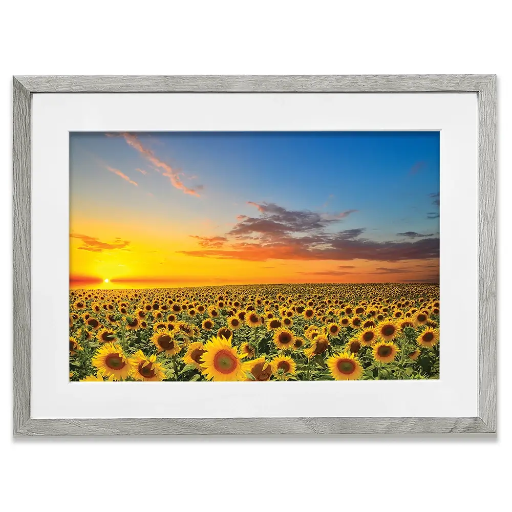 Field Of Blooming Sunflowers Framed Art Print Field Of Blooming Sunflowers Framed Art Print wall art product gornjak / Shutterstock