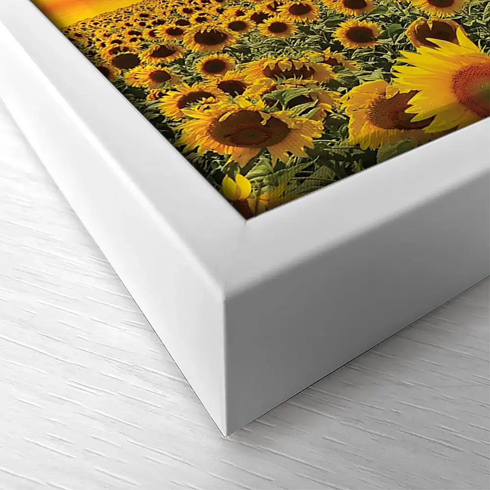 Field Of Blooming Sunflowers Oversized Canvas Print Field Of Blooming Sunflowers Oversized Canvas Print wall art product Art Print Shop