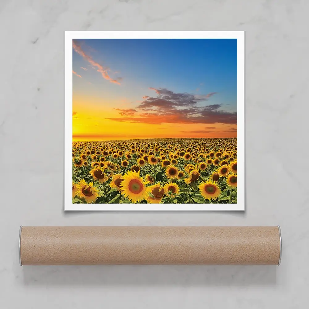 Field Of Blooming Sunflowers Square Art Print Field Of Blooming Sunflowers Square Art Print wall art product gornjak / Shutterstock