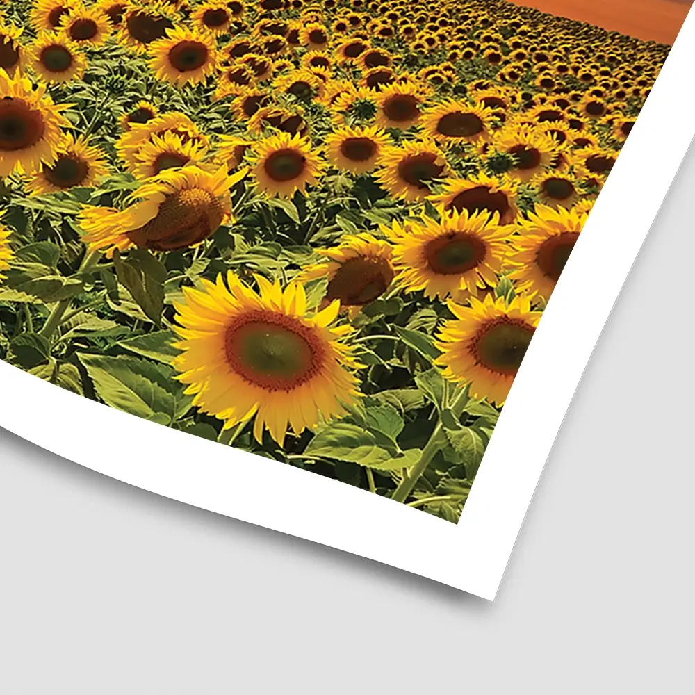 Field Of Blooming Sunflowers Square Art Print Field Of Blooming Sunflowers Square Art Print wall art product gornjak / Shutterstock