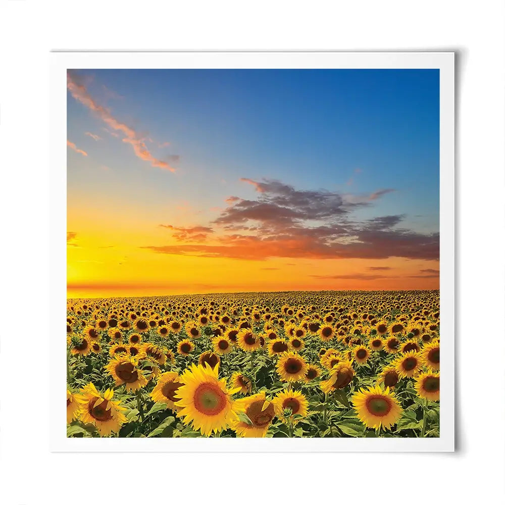 Field Of Blooming Sunflowers Square Art Print Field Of Blooming Sunflowers Square Art Print wall art product gornjak / Shutterstock