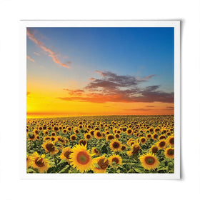 Field Of Blooming Sunflowers Square Art Print Field Of Blooming Sunflowers Square Art Print wall art product gornjak / Shutterstock