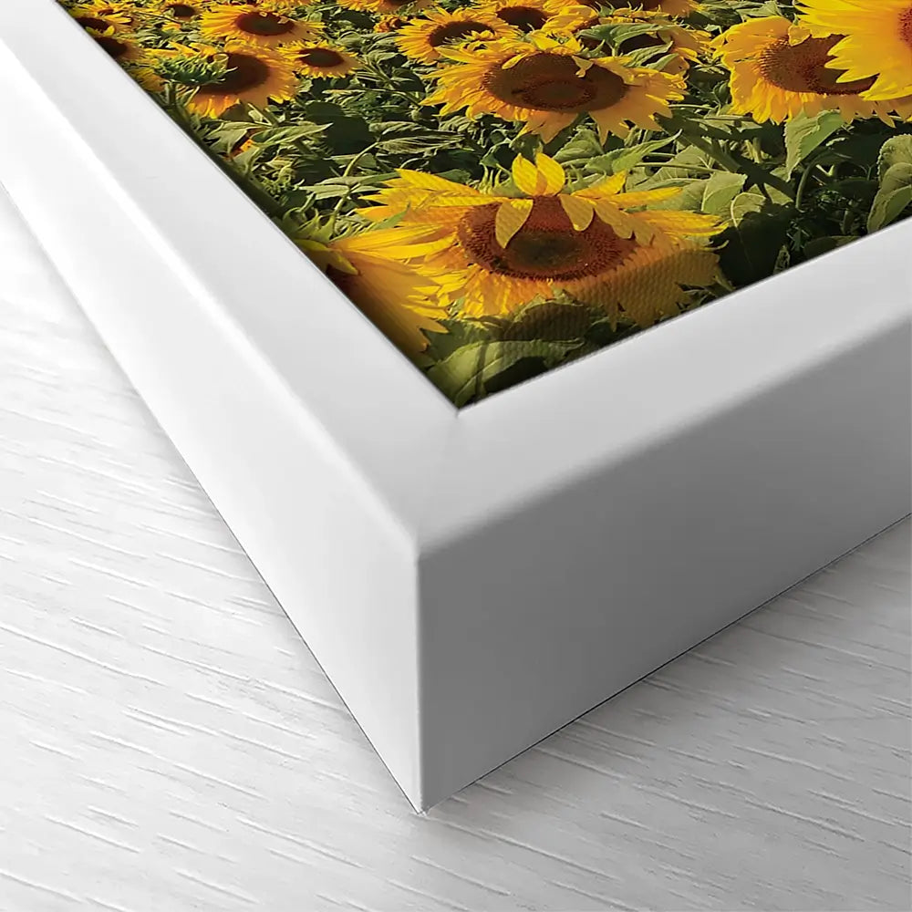 Field Of Blooming Sunflowers Square Canvas Print Field Of Blooming Sunflowers Square Canvas Print wall art product gornjak / Shutterstock