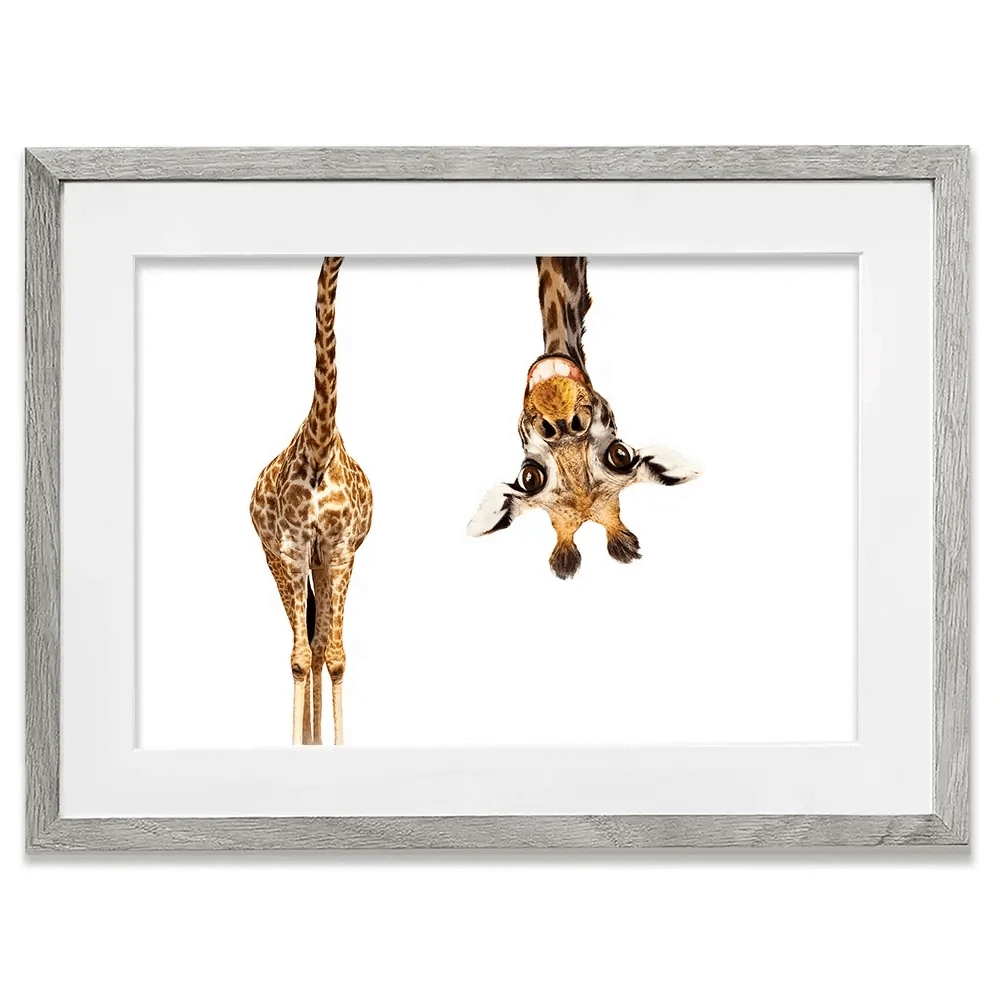 Happy Upside Down Giraffe Framed Art Print Happy Upside Down Giraffe Framed Art Print wall art product Sergey Novikov / Shutterstock