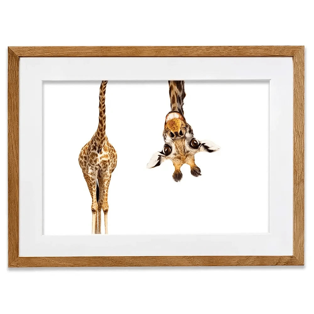 Happy Upside Down Giraffe Framed Art Print Happy Upside Down Giraffe Framed Art Print wall art product Sergey Novikov / Shutterstock