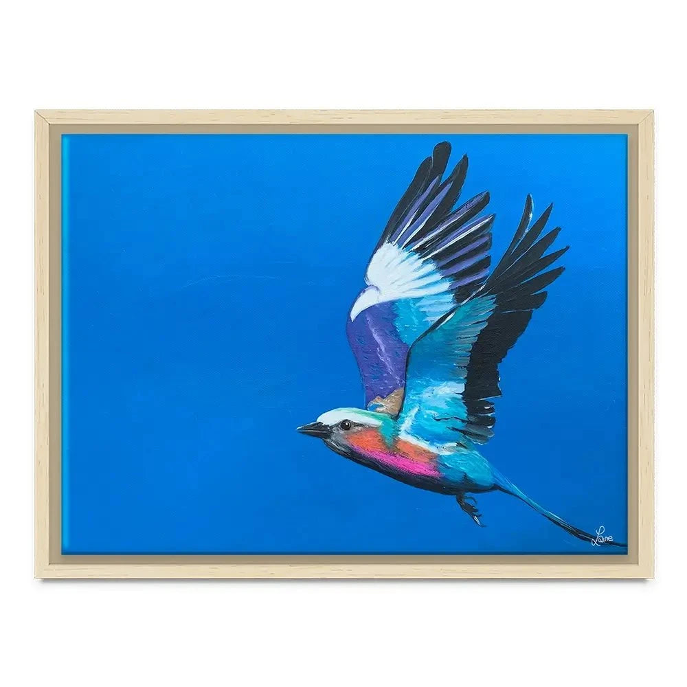 Lilac Breasted Roller In Flight Canvas Print Lilac Breasted Roller In Flight Canvas Print wall art product Laure Bury