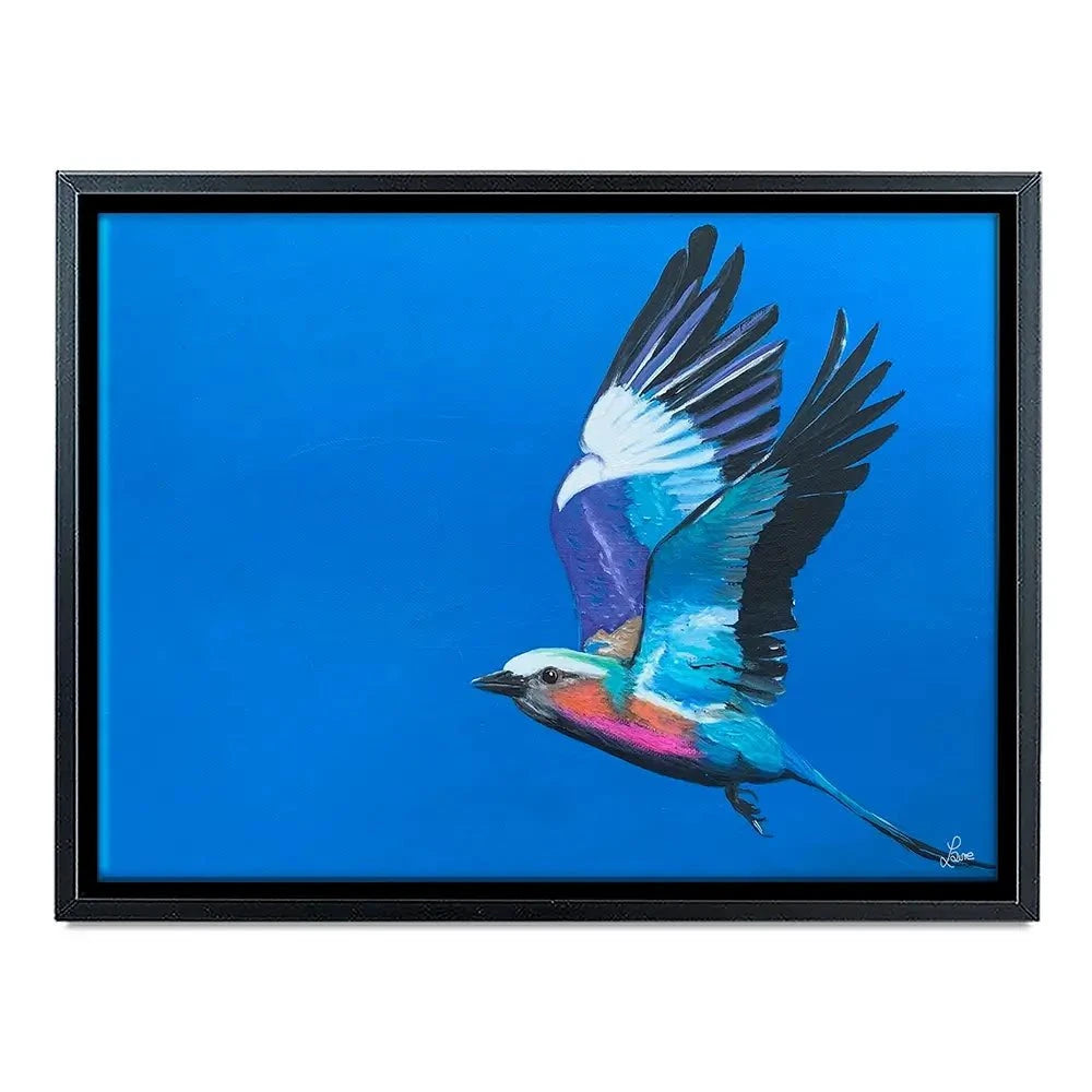 Lilac Breasted Roller In Flight Canvas Print Lilac Breasted Roller In Flight Canvas Print wall art product Laure Bury