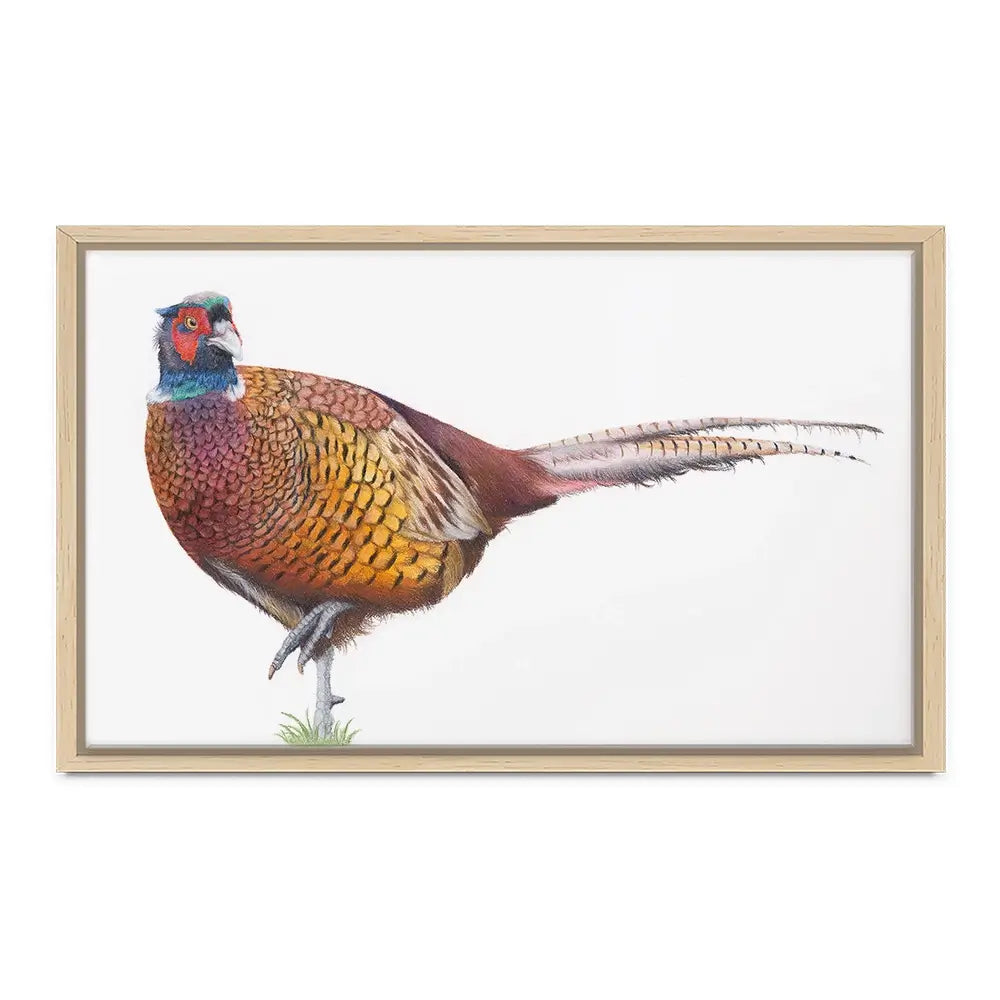 Pheasant On One Foot Canvas Print Pheasant On One Foot Canvas Print wall art product Georgie Turner