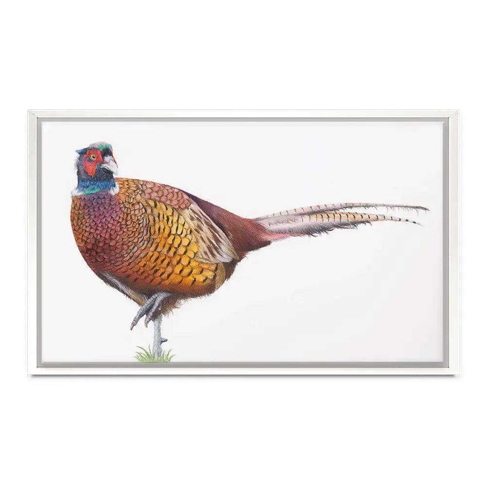 Pheasant On One Foot Canvas Print Pheasant On One Foot Canvas Print wall art product Georgie Turner