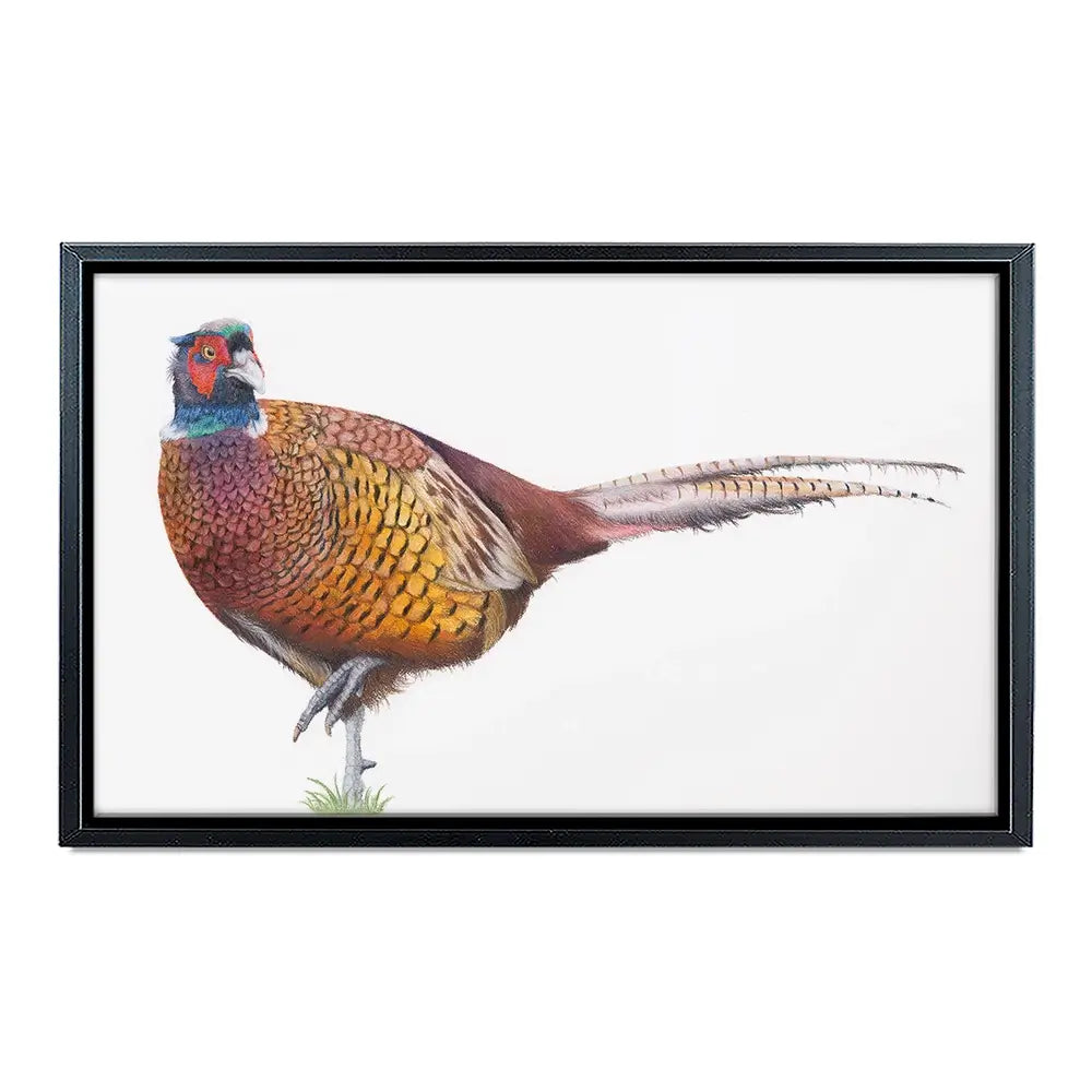 Pheasant On One Foot Canvas Print Pheasant On One Foot Canvas Print wall art product Georgie Turner