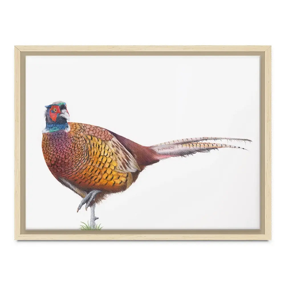 Pheasant On One Foot Canvas Print Pheasant On One Foot Canvas Print wall art product Georgie Turner