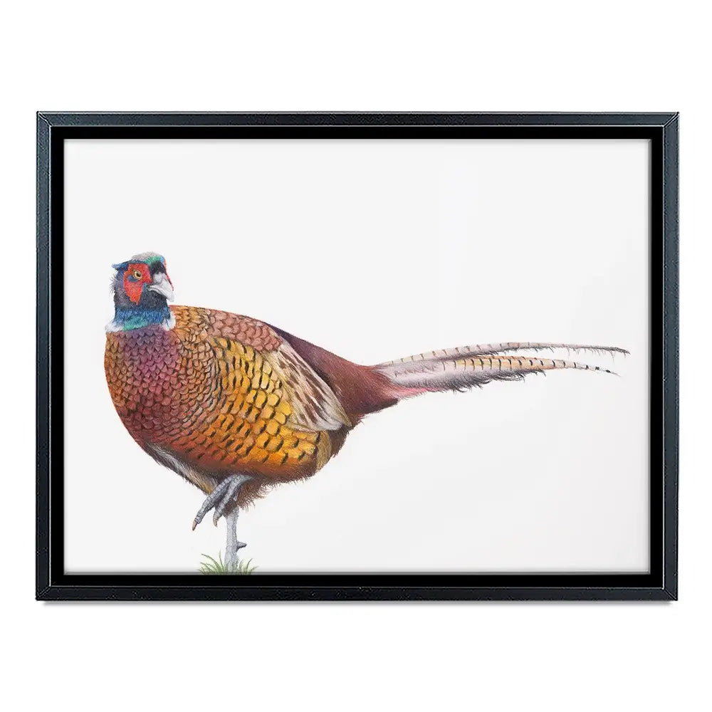 Pheasant On One Foot Canvas Print Pheasant On One Foot Canvas Print wall art product Georgie Turner