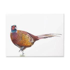 Pheasant On One Foot Canvas Print Pheasant On One Foot Canvas Print wall art product Georgie Turner