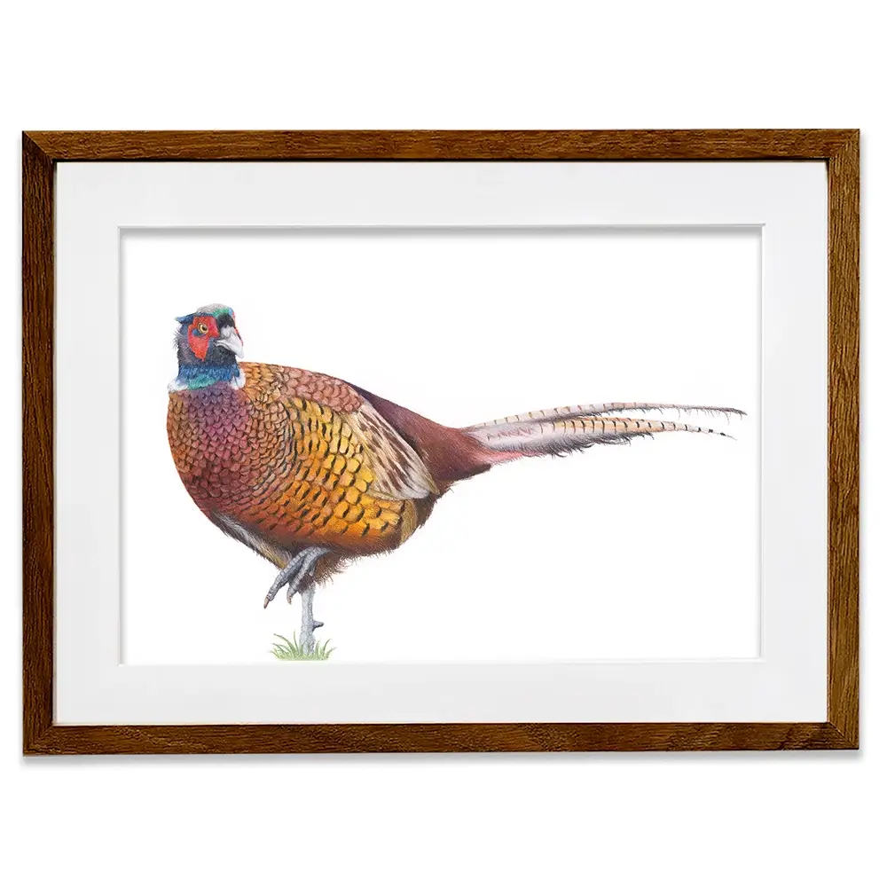 Pheasant On One Foot Framed Art Print Pheasant On One Foot Framed Art Print wall art product Georgie Turner