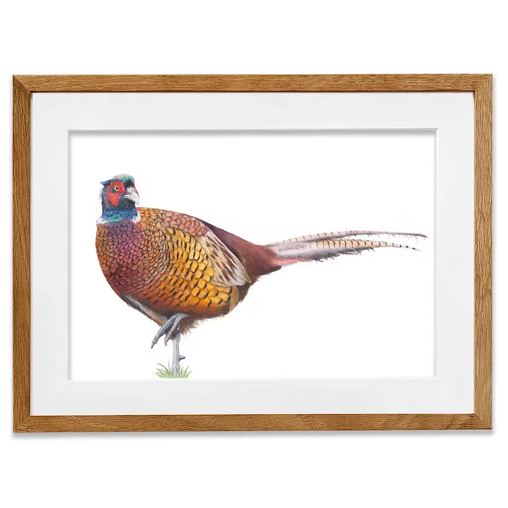 Pheasant On One Foot Framed Art Print Pheasant On One Foot Framed Art Print wall art product Georgie Turner