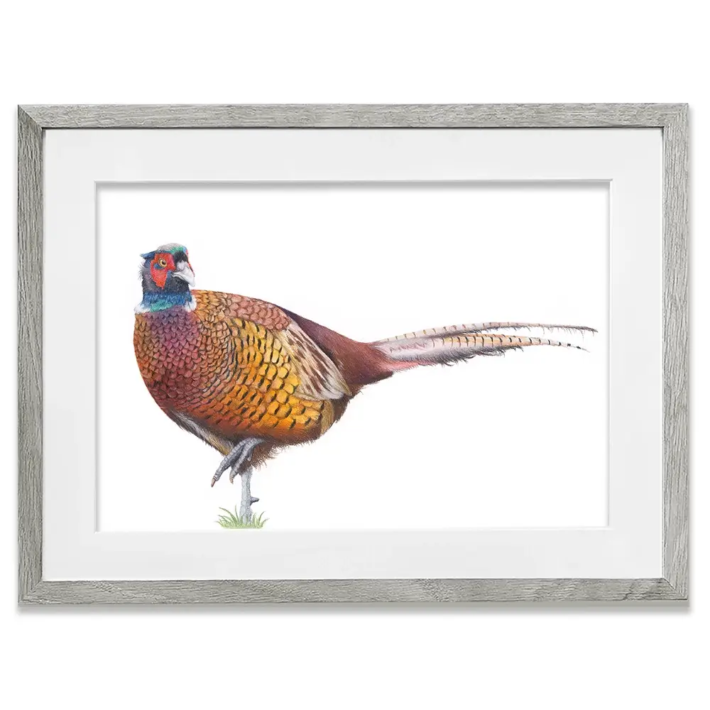 Pheasant On One Foot Framed Art Print Pheasant On One Foot Framed Art Print wall art product Georgie Turner