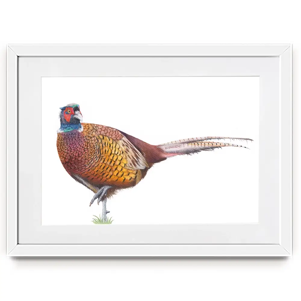 Pheasant On One Foot Framed Art Print Pheasant On One Foot Framed Art Print wall art product Georgie Turner
