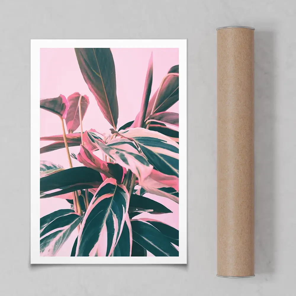Pink Kalathea Art Print Pink Kalathea Art Print wall art product Emanuela Carratoni - Independent