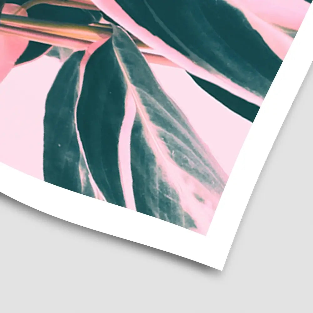 Pink Kalathea Art Print Pink Kalathea Art Print wall art product Emanuela Carratoni - Independent