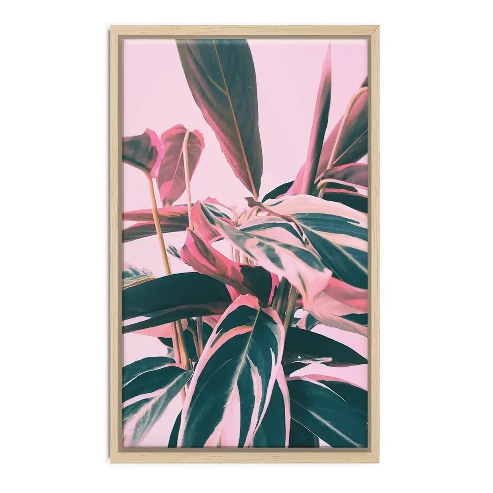 Pink Kalathea Canvas Print Pink Kalathea Canvas Print wall art product Emanuela Carratoni - Independent