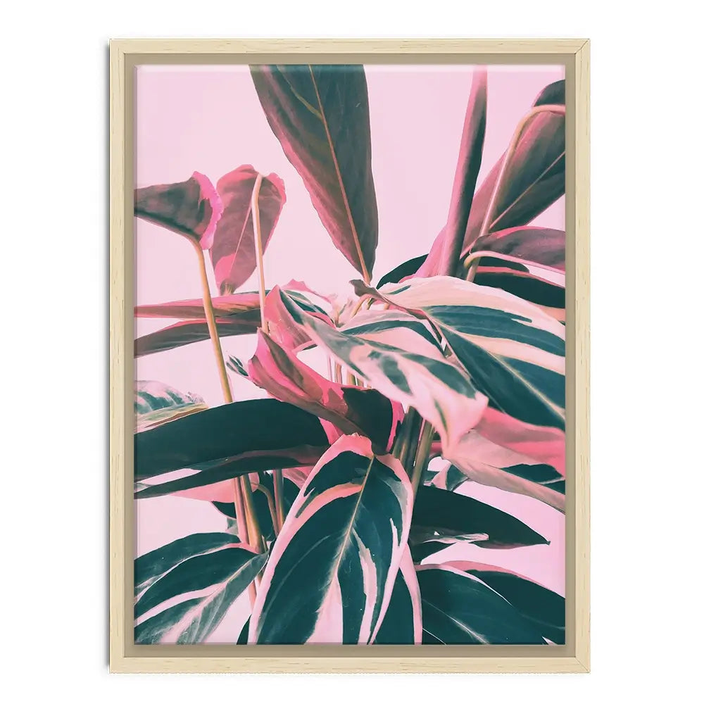 Pink Kalathea Canvas Print Pink Kalathea Canvas Print wall art product Emanuela Carratoni - Independent