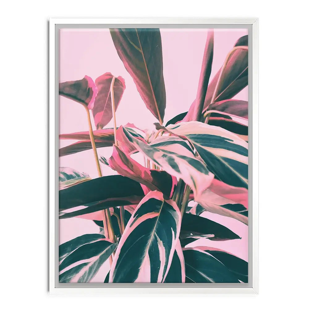 Pink Kalathea Canvas Print Pink Kalathea Canvas Print wall art product Emanuela Carratoni - Independent