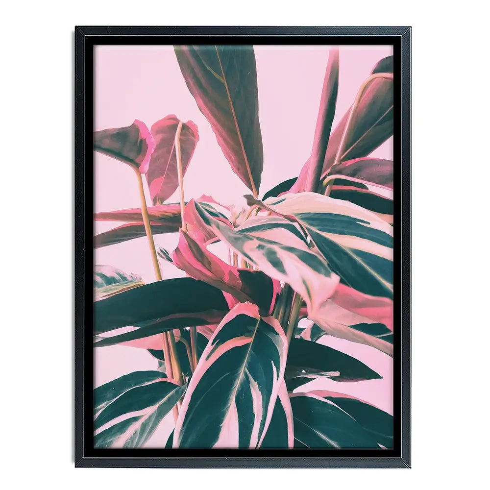 Pink Kalathea Canvas Print Pink Kalathea Canvas Print wall art product Emanuela Carratoni - Independent