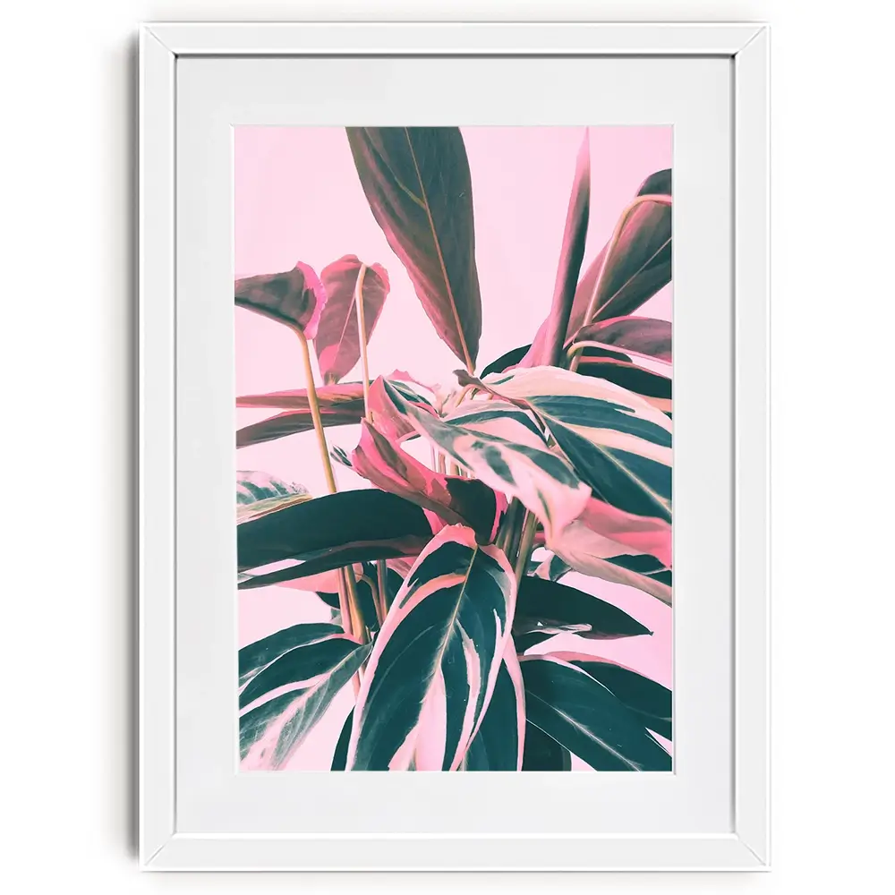 Pink Kalathea Framed Art Print Pink Kalathea Framed Art Print wall art product Emanuela Carratoni - Independent