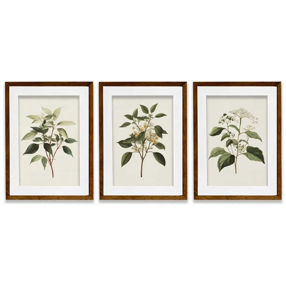 Plants Framed Art Print Trio Plants Framed Art Print Trio wall art product IAmHomeStudio