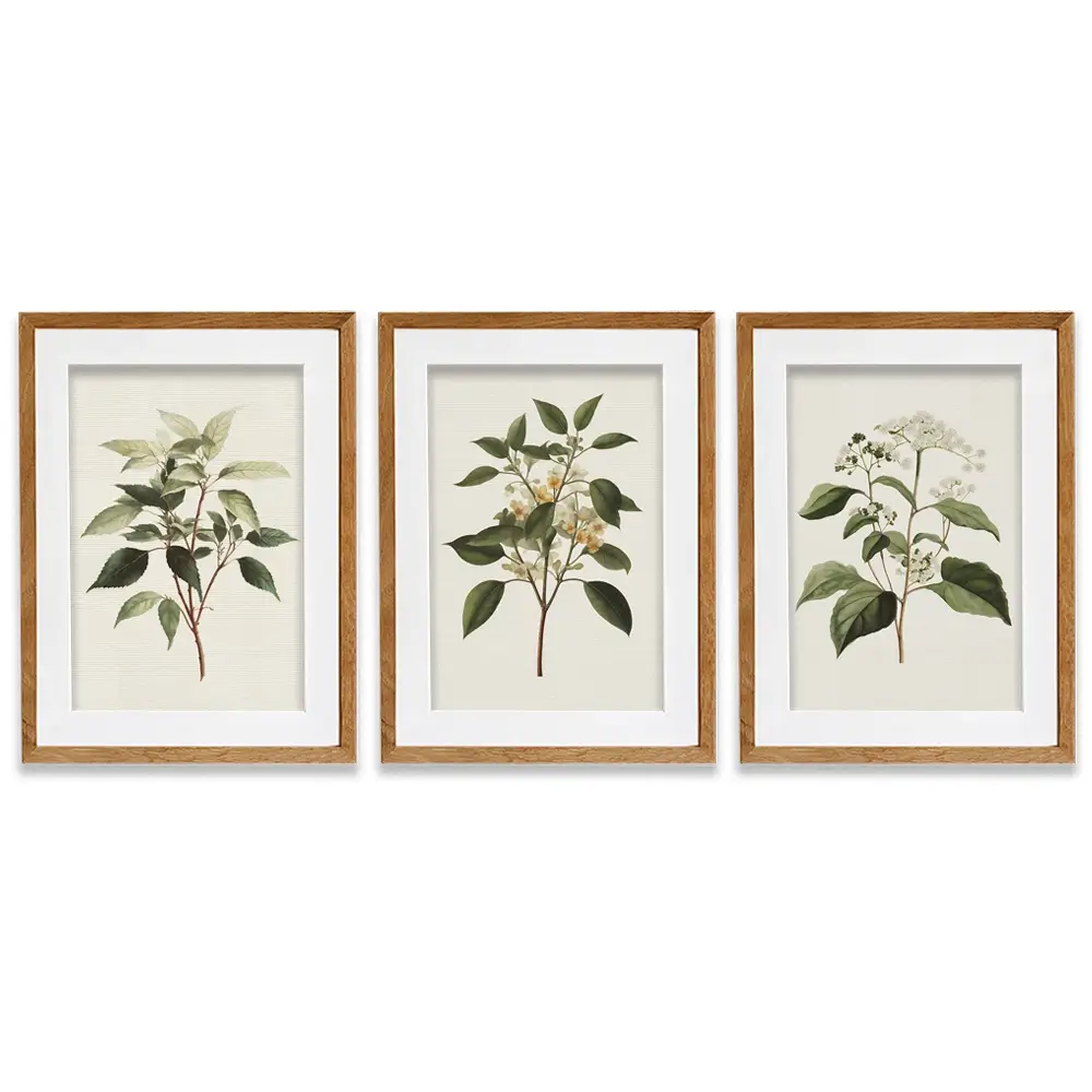 Plants Framed Art Print Trio Plants Framed Art Print Trio wall art product IAmHomeStudio
