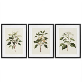 Plants Framed Art Print Trio Plants Framed Art Print Trio wall art product IAmHomeStudio