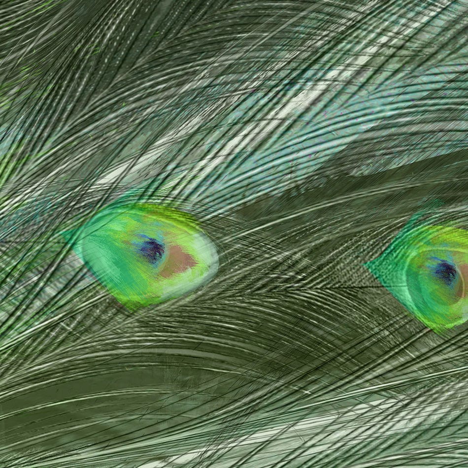 Powerful Peacock Art Print wall art product Aimee Linzi