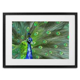 Powerful Peacock Framed Art Print wall art product Aimee Linzi